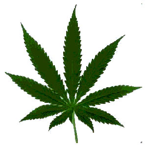 Czech marijuana